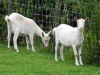 geiten-in-wei-dieren-pleeg-en-jeugdzorgboerderij-de-essenburg