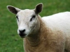 schaap-dieren-pleeg-en-jeugdzorgboerderij-de-essenburg